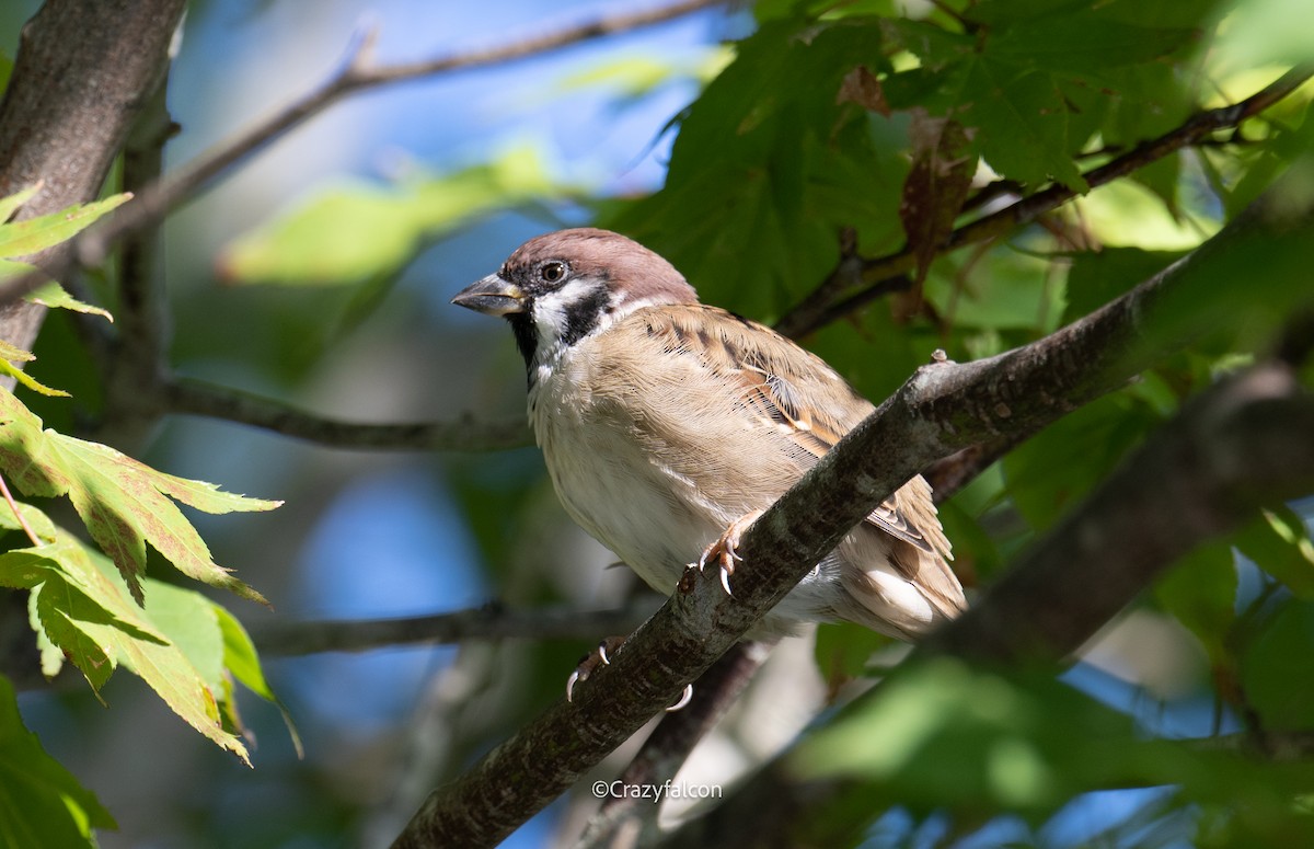 Eurasian Tree Sparrow - ML609664465
