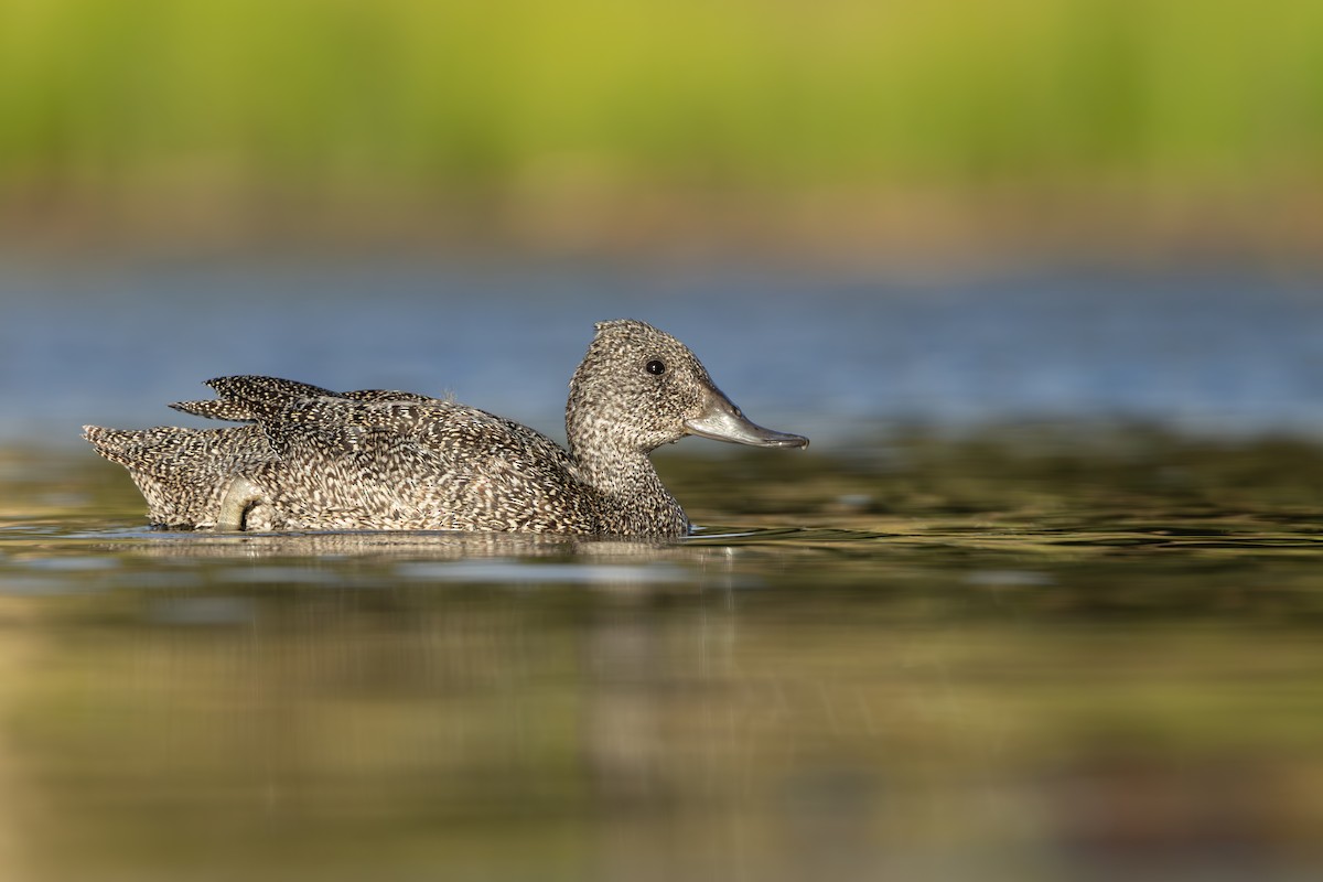 Freckled Duck - ML609664508