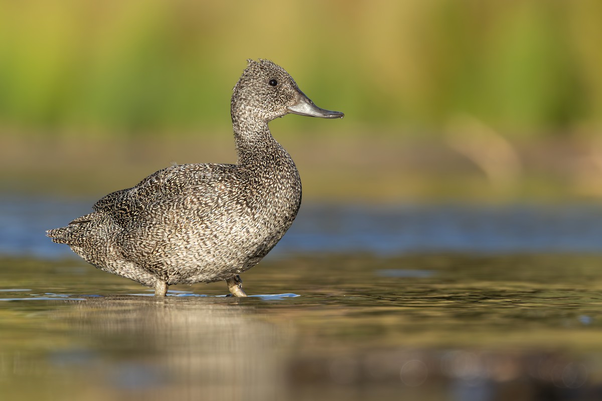 Freckled Duck - ML609664509