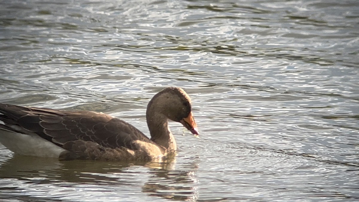 Greater White-fronted Goose - ML609664597