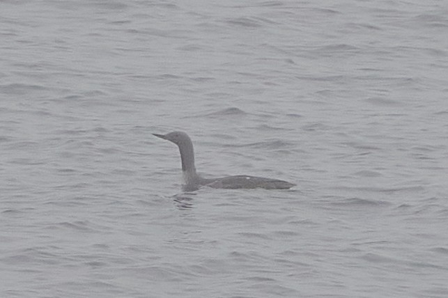 Red-throated Loon - ML609664809