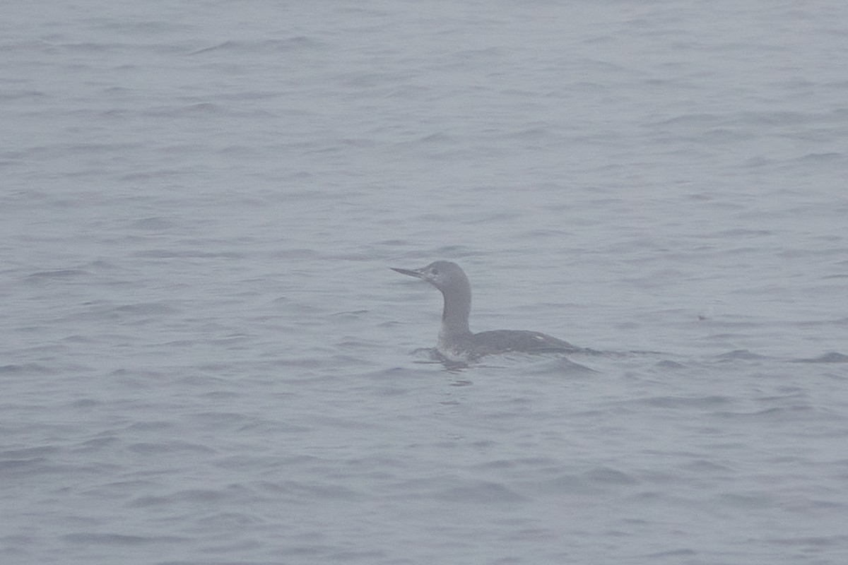 Red-throated Loon - ML609664812