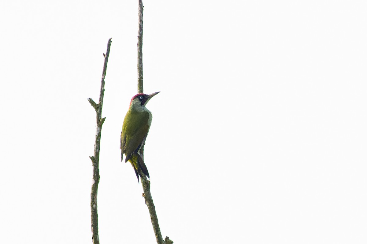 Eurasian Green Woodpecker - ML609664837
