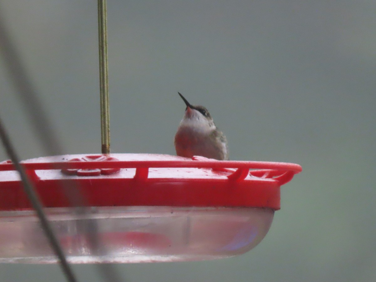 Ruby-throated Hummingbird - ML609665426