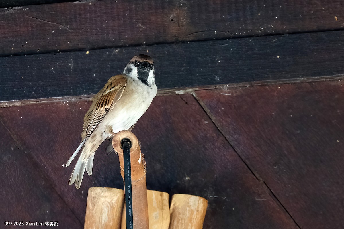 Eurasian Tree Sparrow - ML609666224