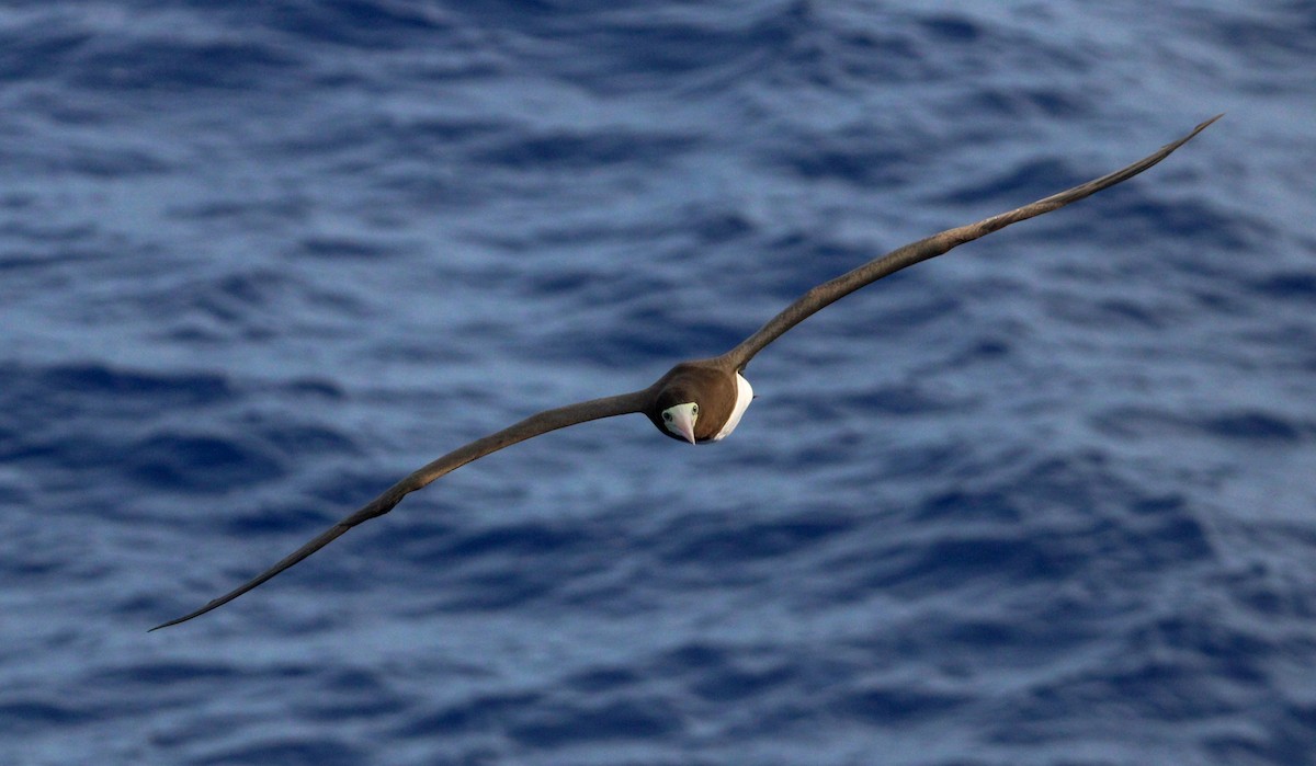 Brown Booby - ML609666358