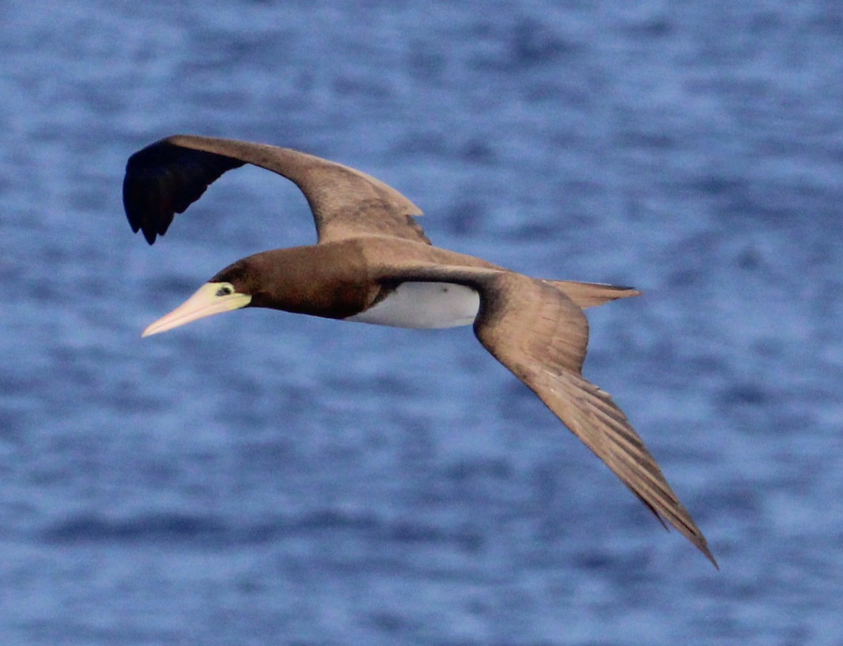 Brown Booby - ML609666359