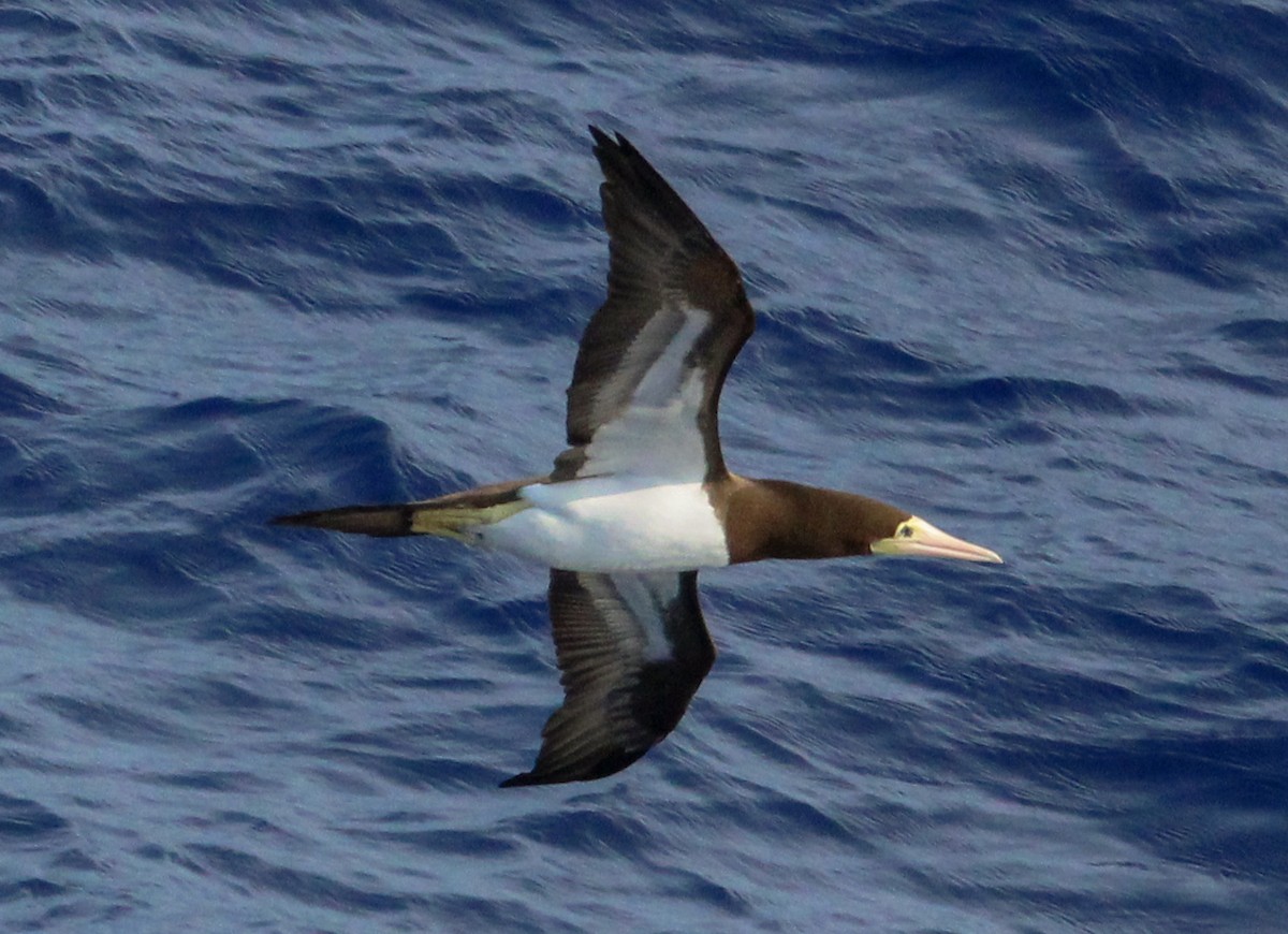 Brown Booby - ML609666360
