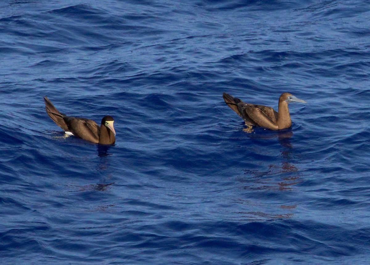 Brown Booby - ML609666361