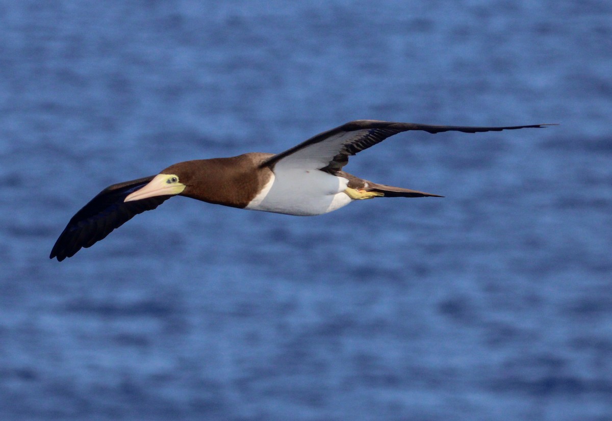 Brown Booby - ML609666362
