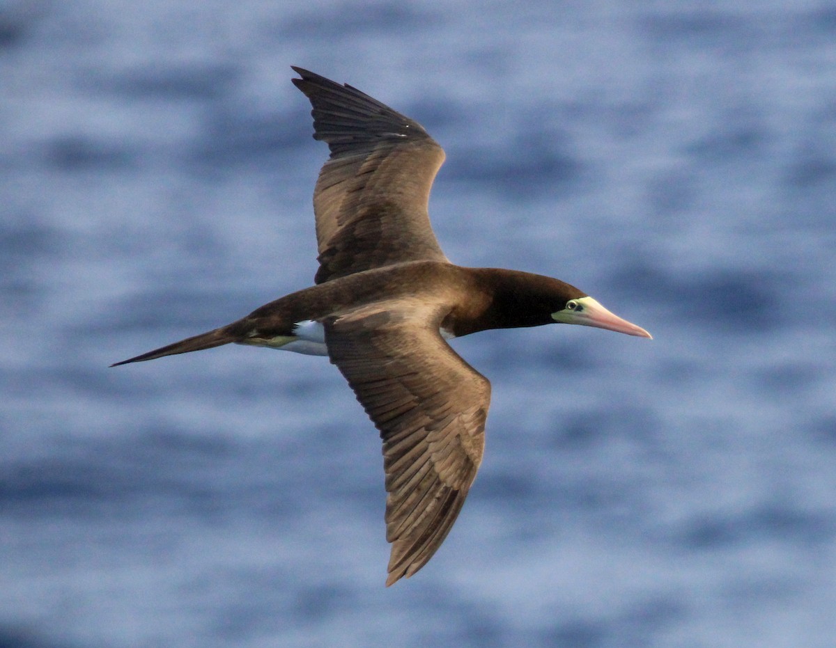 Brown Booby - ML609666364