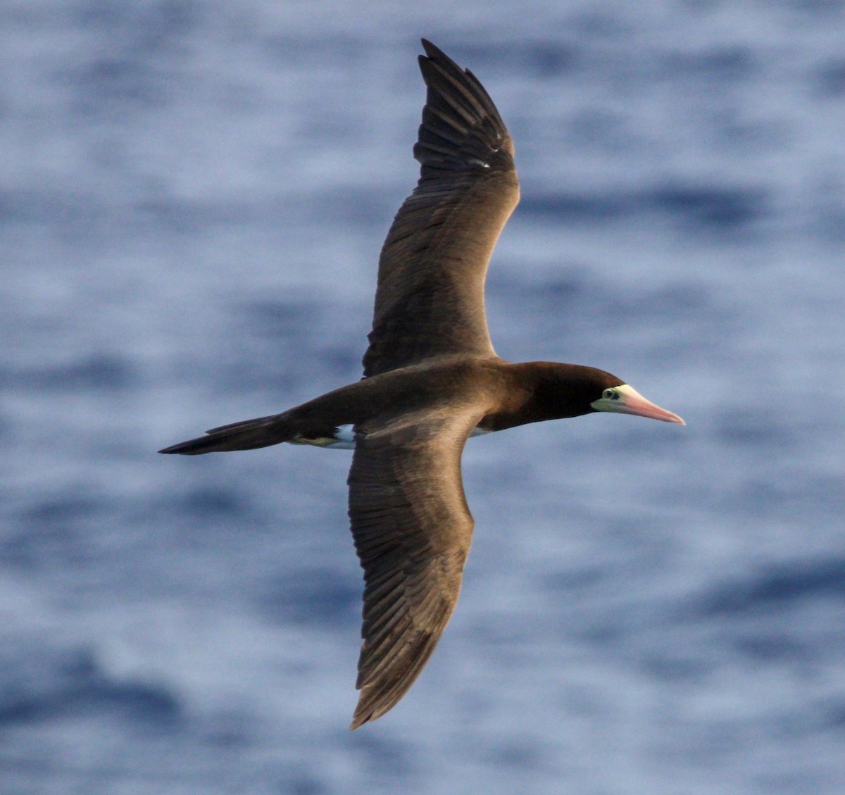 Brown Booby - ML609666365