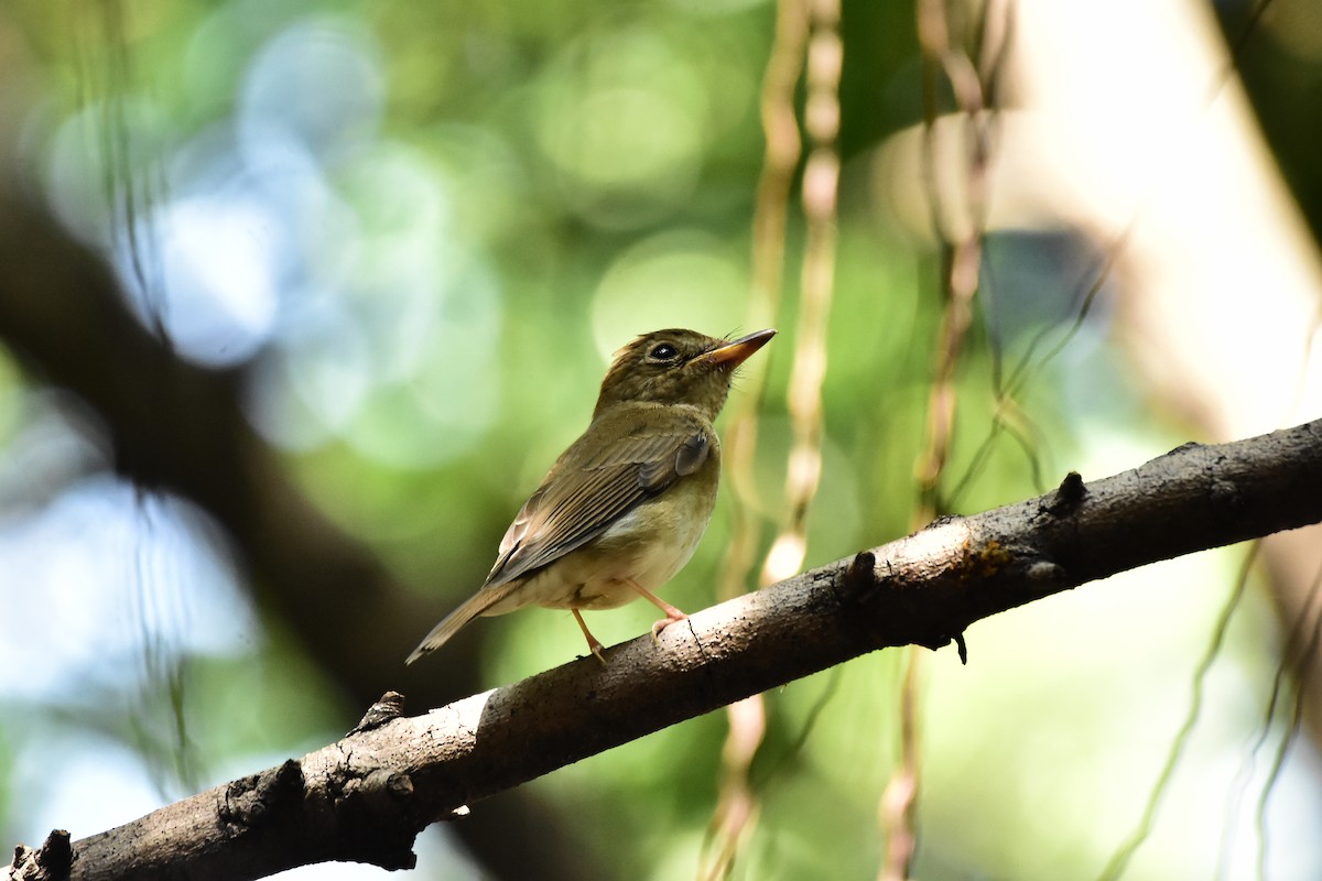 Brown-chested Jungle Flycatcher - ML609666534