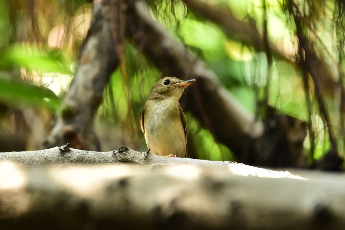 Brown-chested Jungle Flycatcher - ML609666535