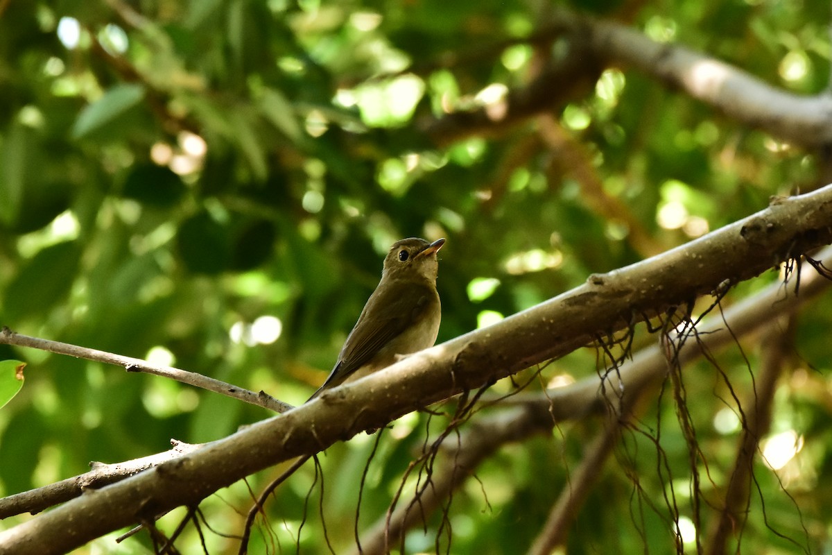 Brown-chested Jungle Flycatcher - ML609666536