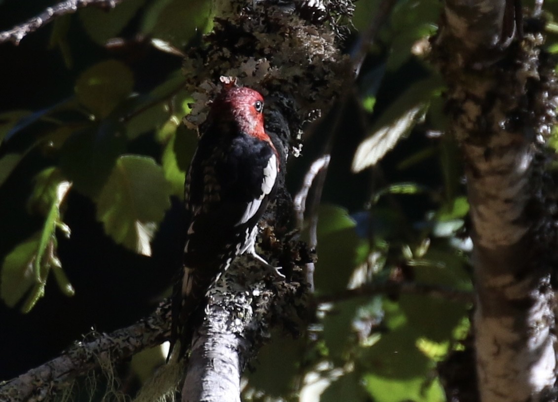 Red-breasted Sapsucker - ML609666732