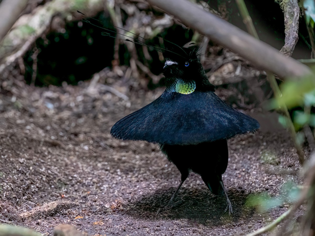 Blaunacken-Paradiesvogel - eBird