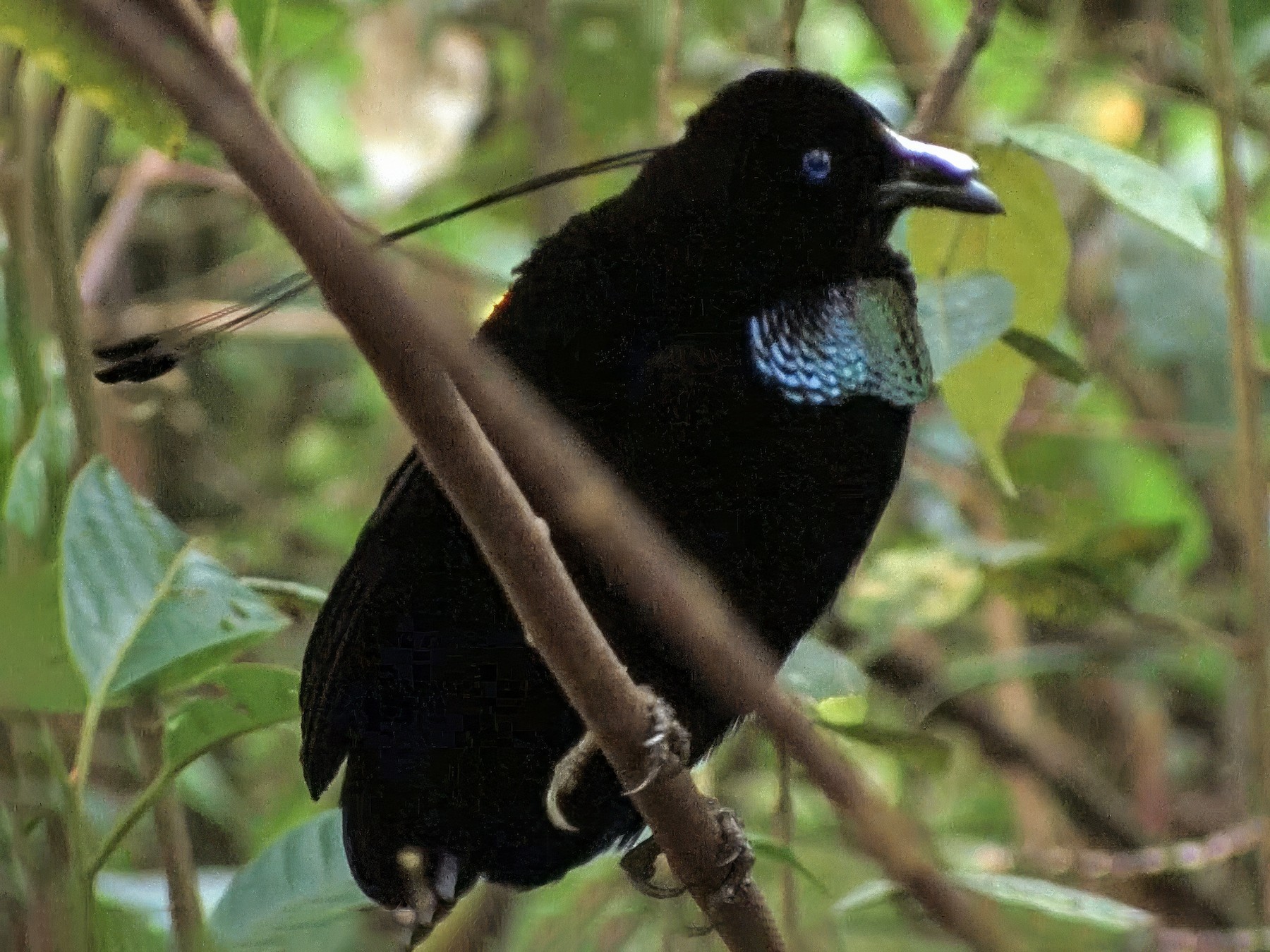 Ave del paraíso de Helena - eBird