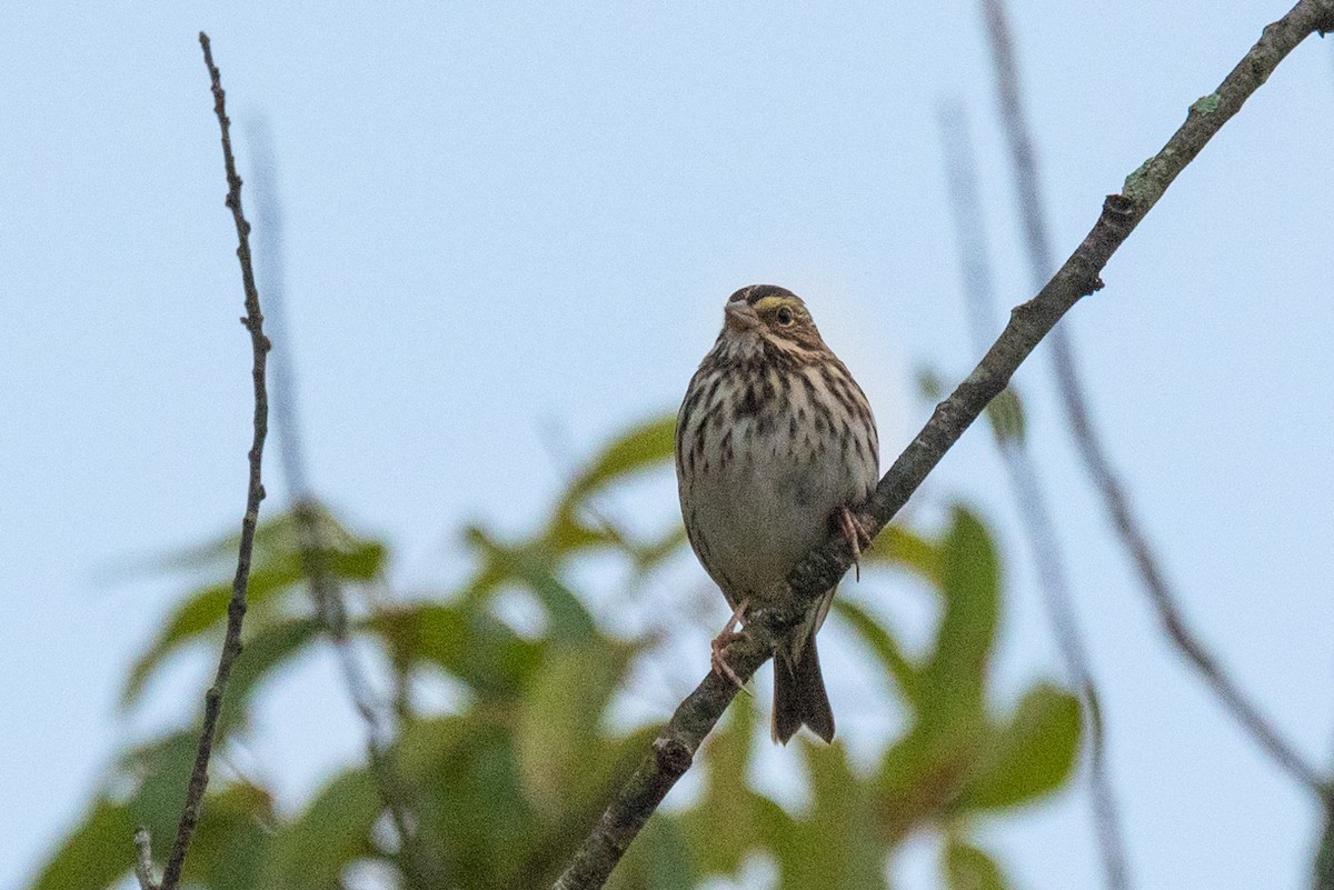 Savannah Sparrow - ML609667235