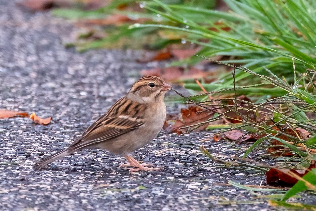 Chipping Sparrow - ML609667238