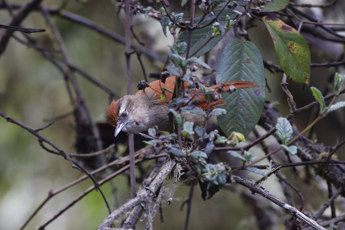 Marcapata Spinetail - ML609667346