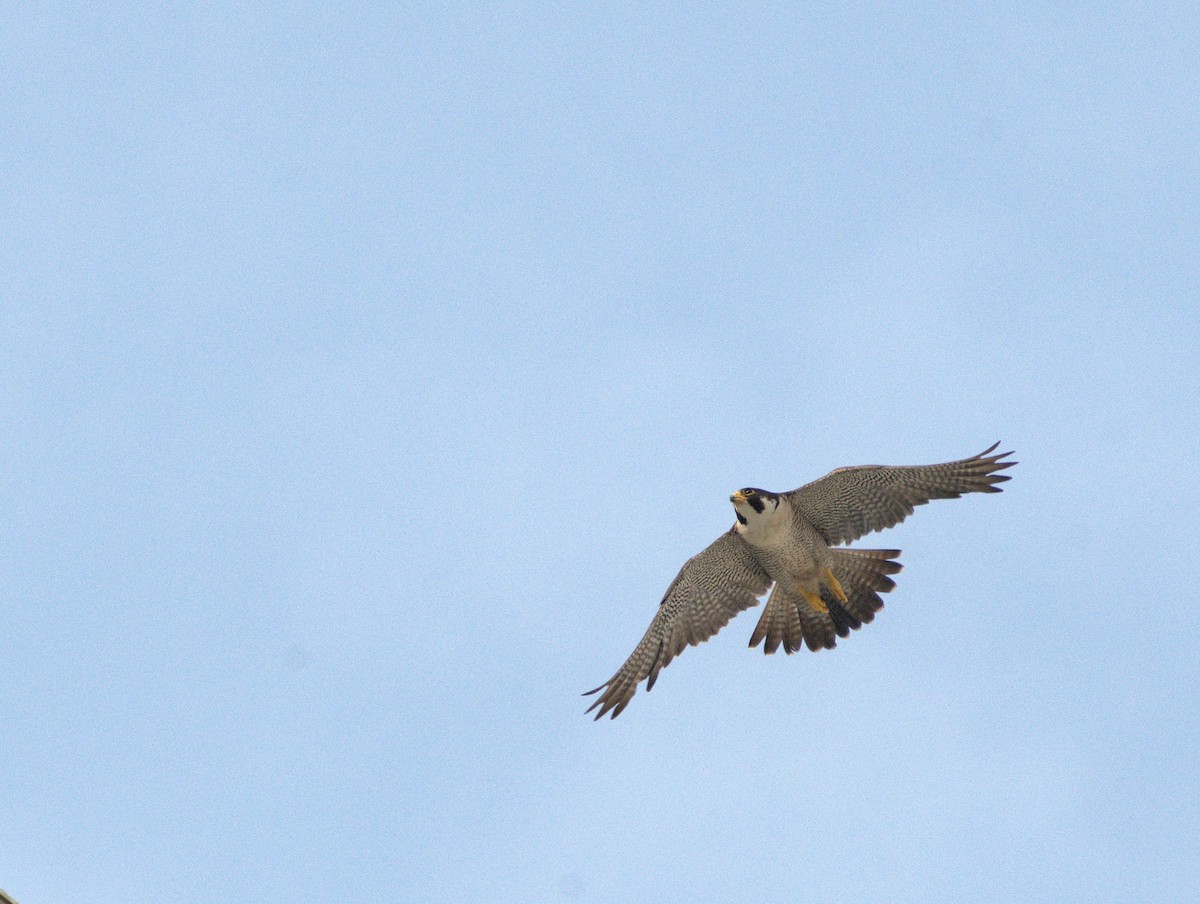Peregrine Falcon - Gnanaskandan Kesavabharathi