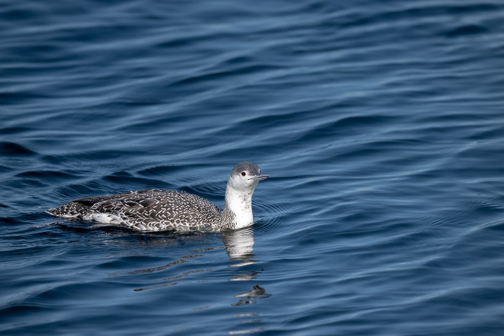 Red-throated Loon - ML609667746