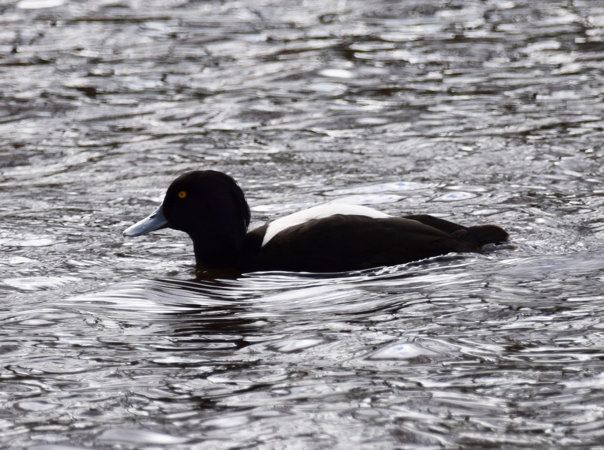 Tufted Duck - ML609667962