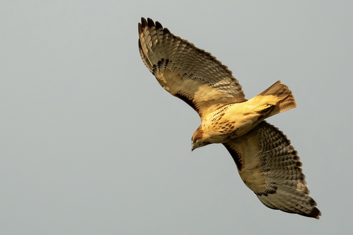 Red-tailed Hawk - ML609668536