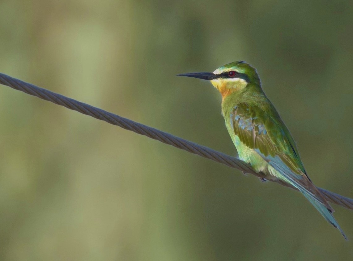 Blue-cheeked Bee-eater - ML609668639