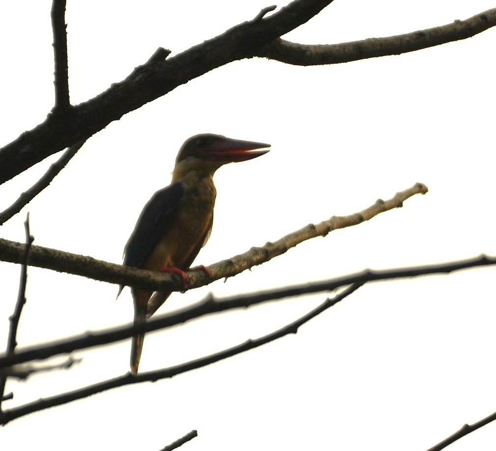 Stork-billed Kingfisher - ML609668832