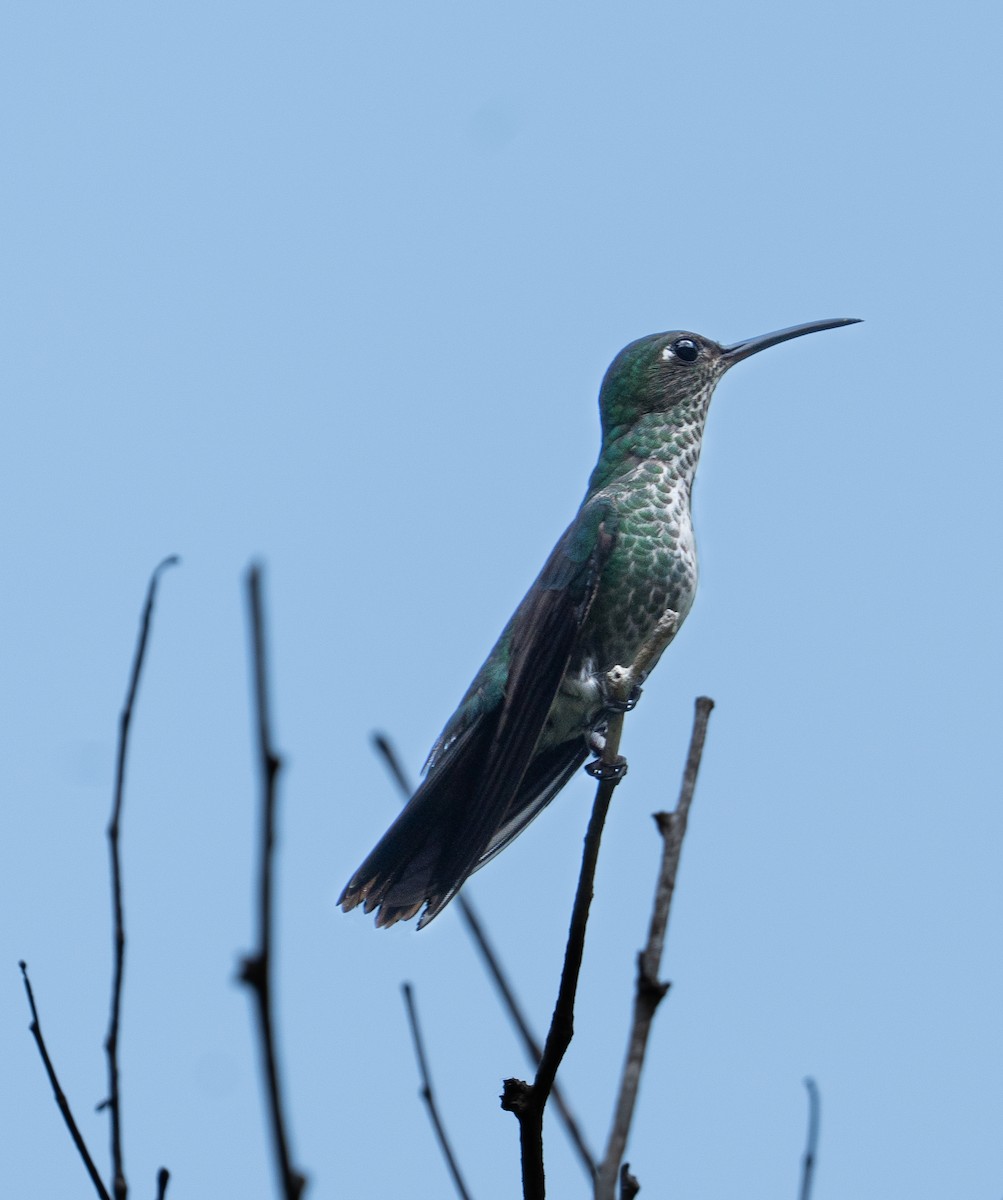 Many-spotted Hummingbird - ML609669091