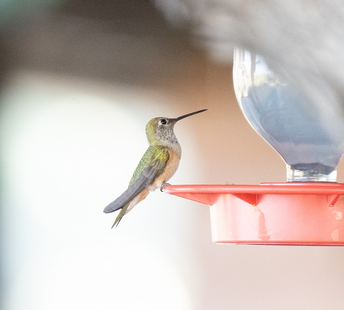 Broad-tailed Hummingbird - ML609669349