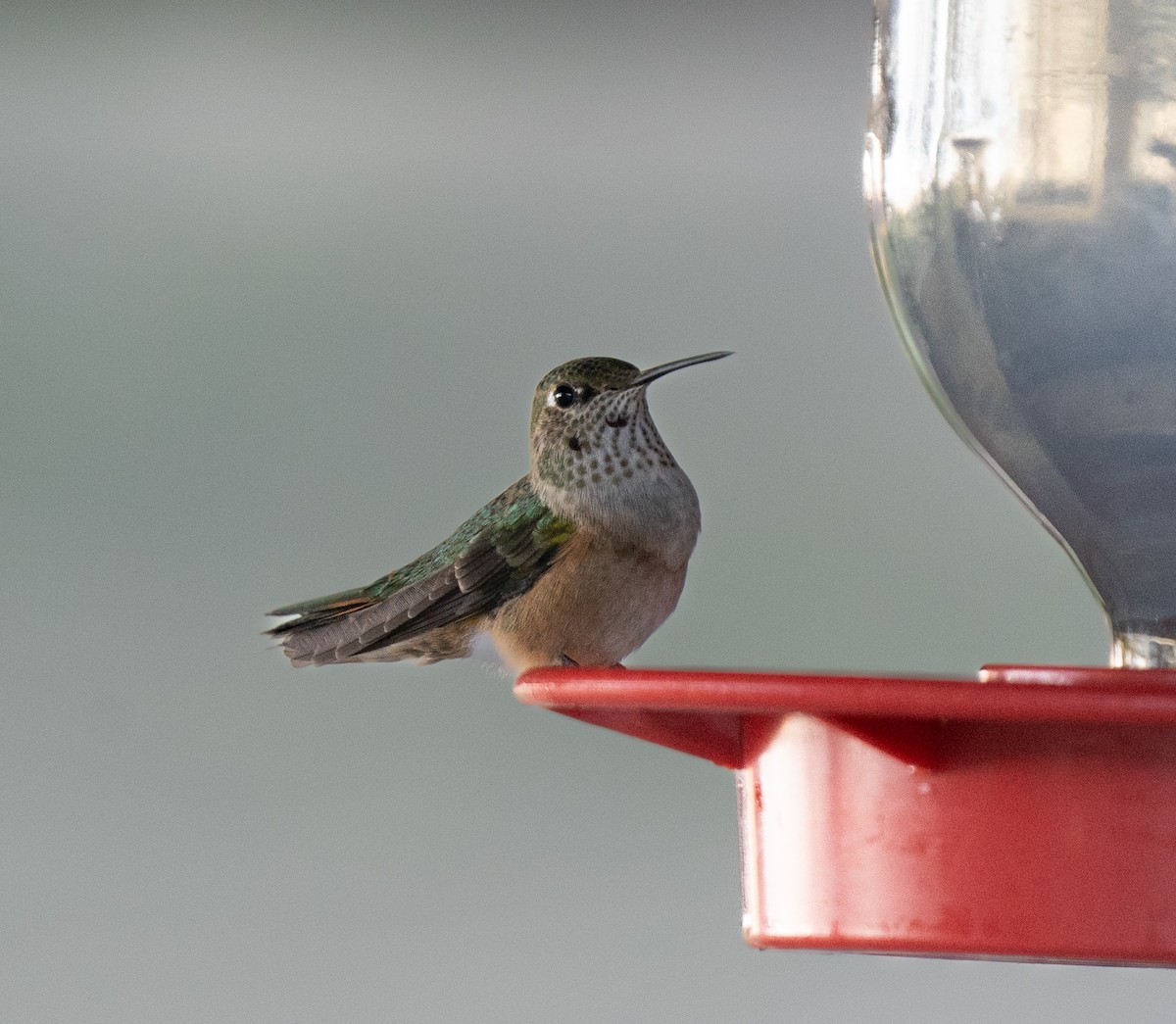 Broad-tailed Hummingbird - ML609669350
