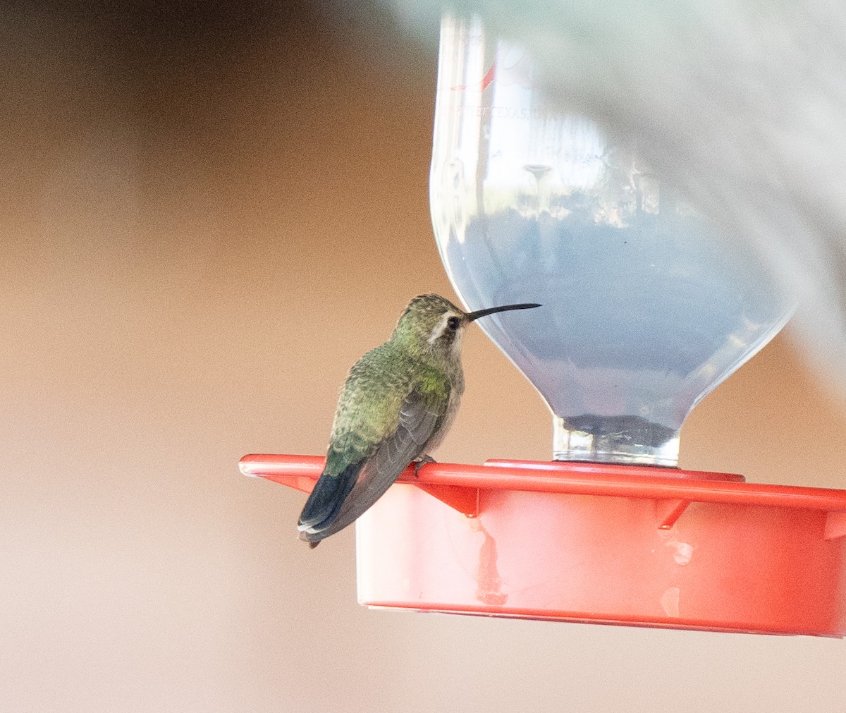 Broad-billed Hummingbird - Tom E. Johnson