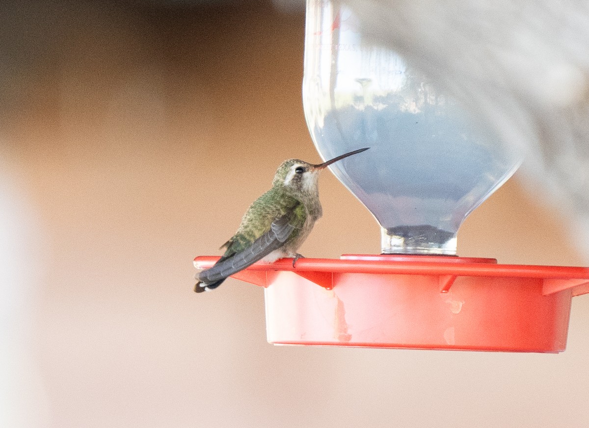 Broad-billed Hummingbird - Tom E. Johnson