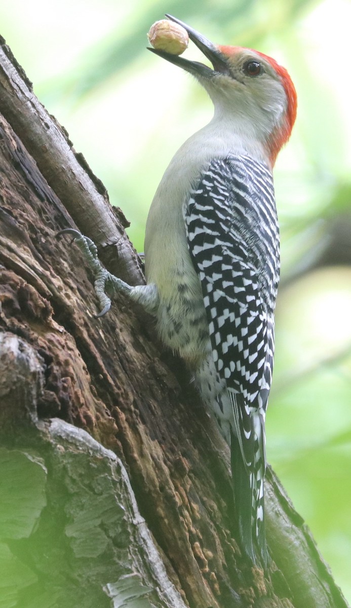 Red-bellied Woodpecker - Karl Overman