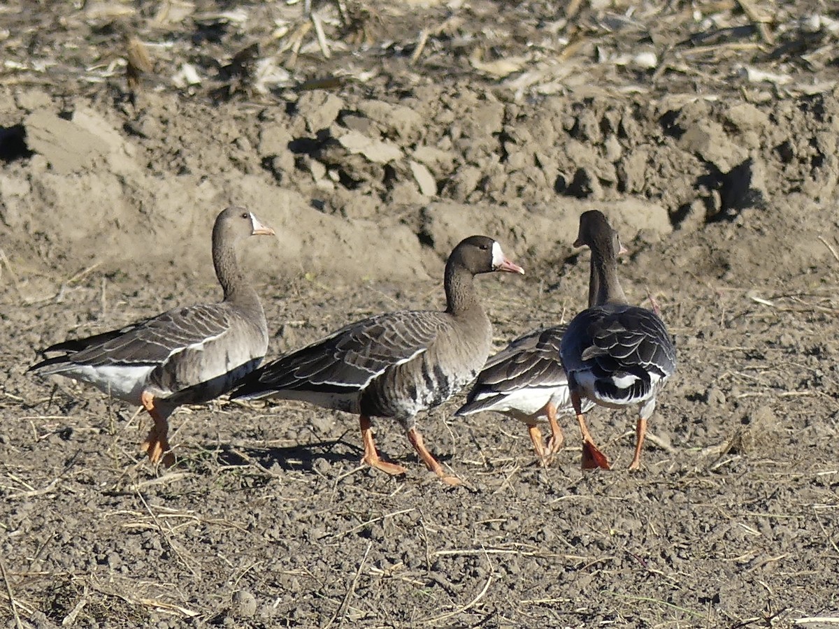 Greater White-fronted Goose - ML609669497