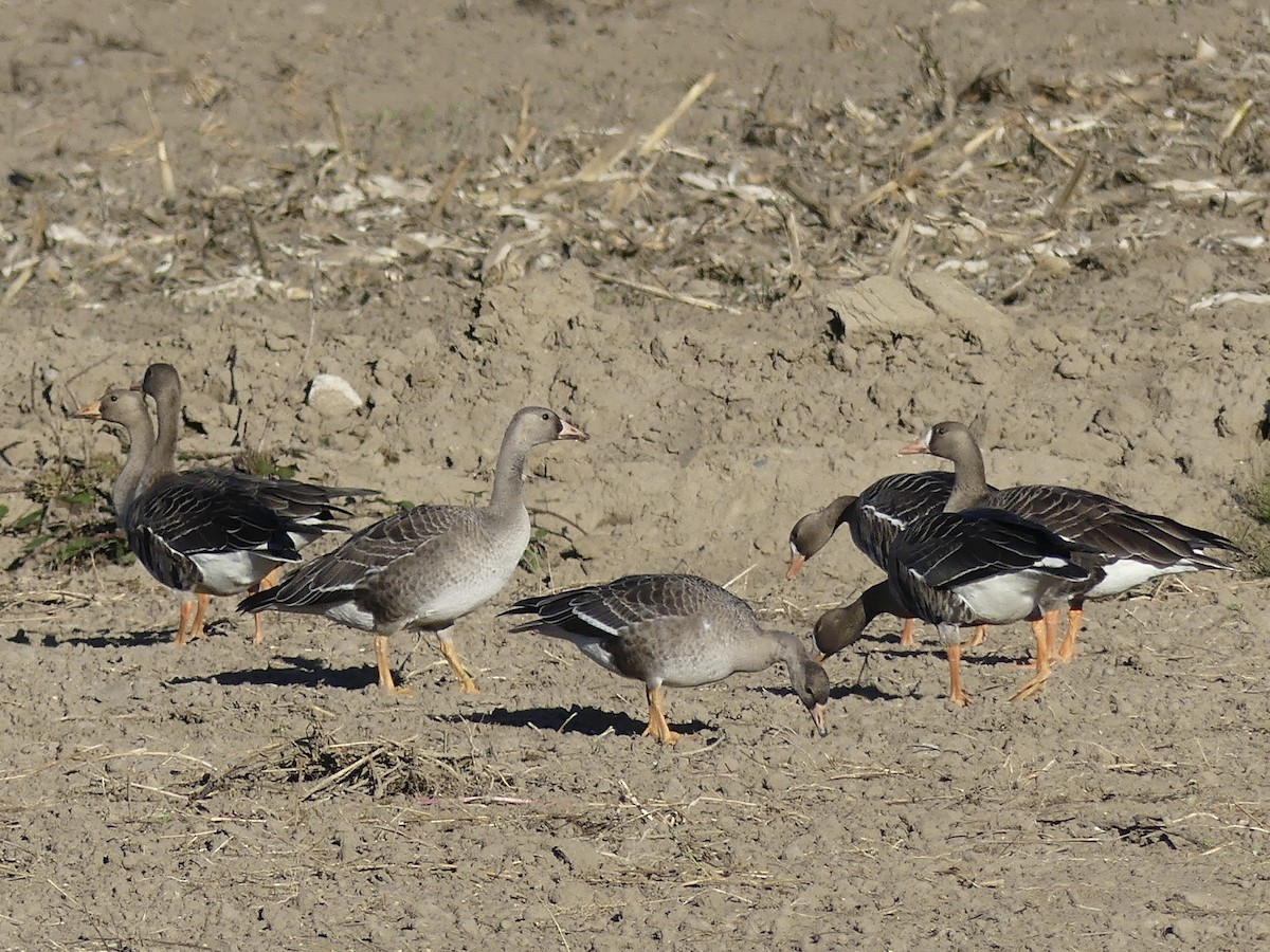 Greater White-fronted Goose - Barb McGrenere