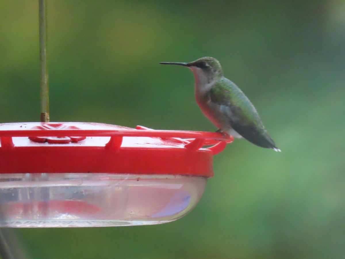 Ruby-throated Hummingbird - ML609669651
