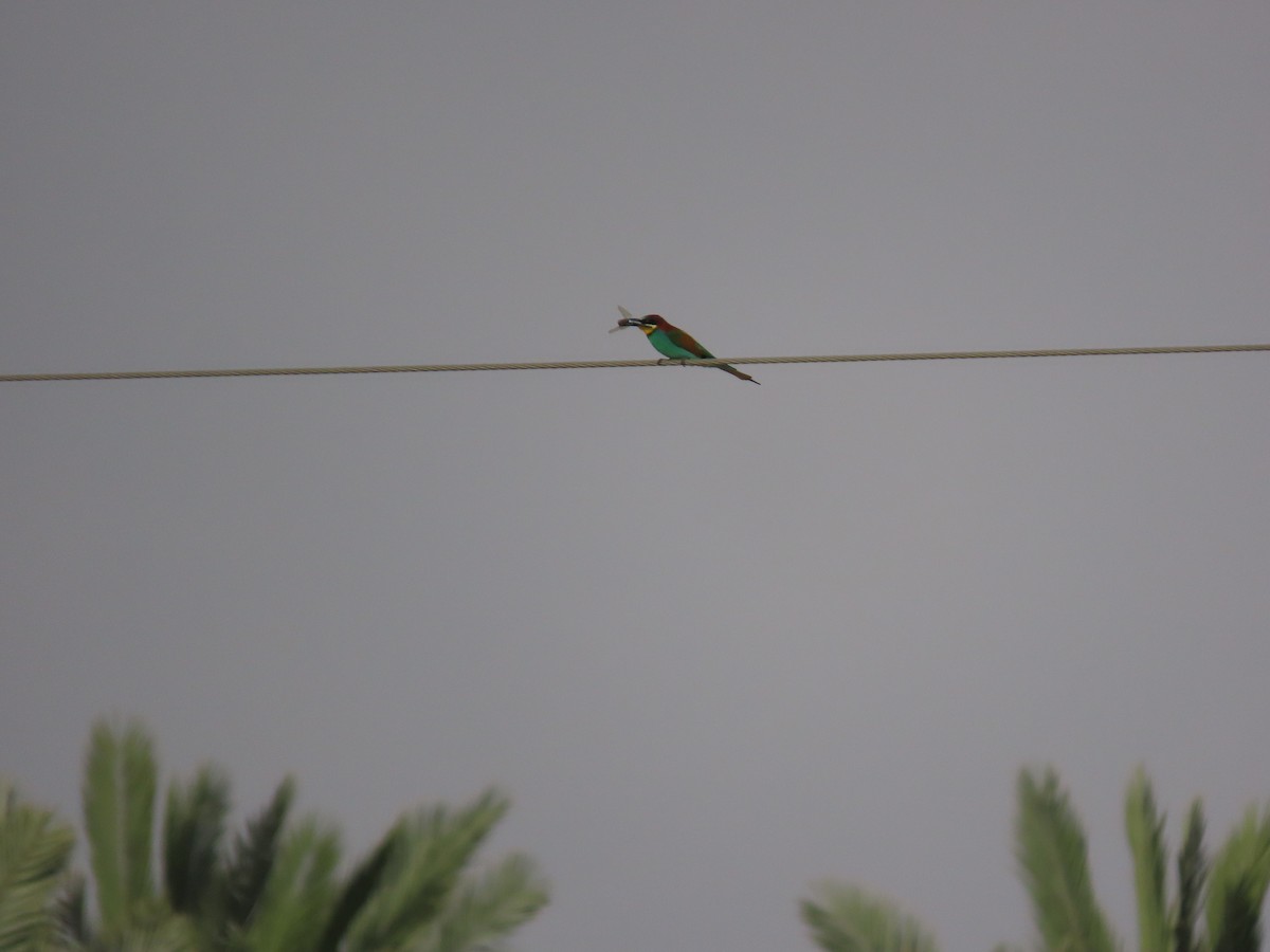 European Bee-eater - ML609669770