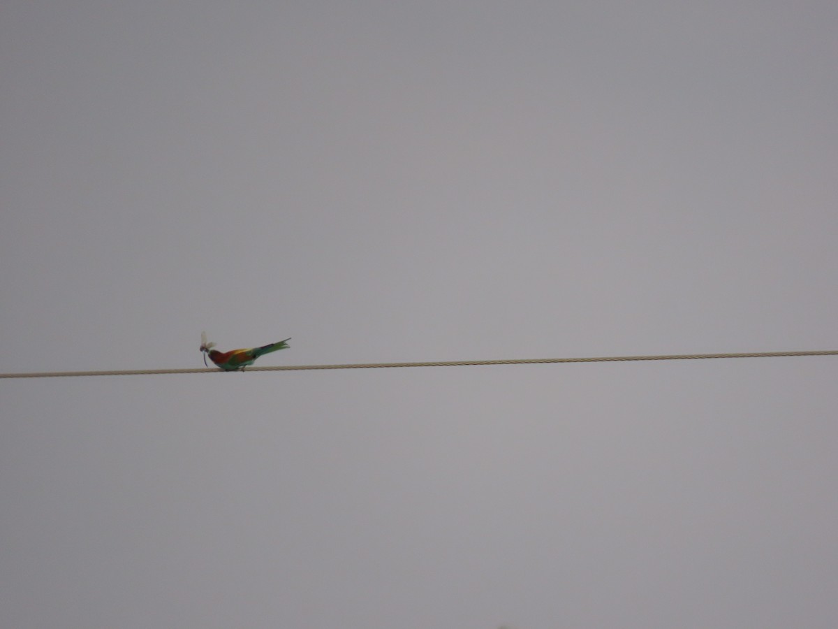 European Bee-eater - ML609669771