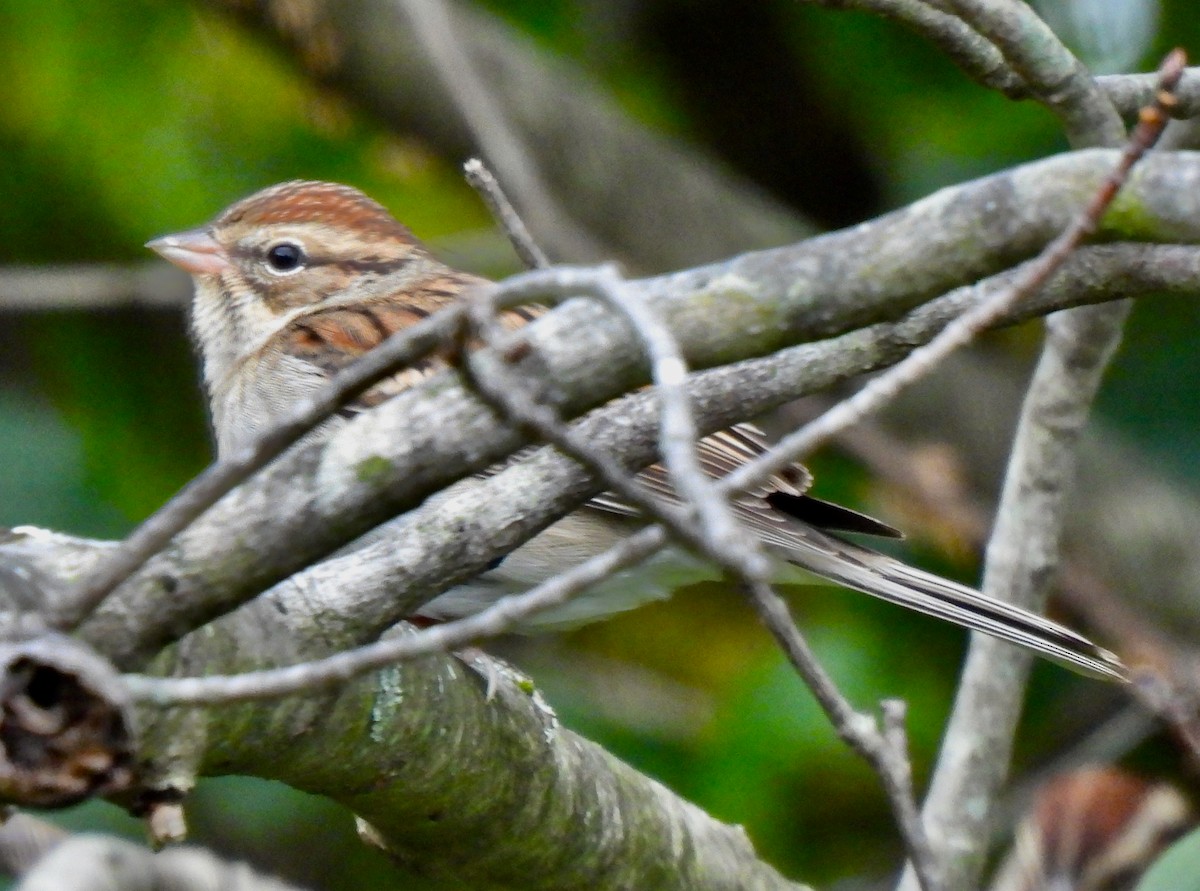 Chipping Sparrow - ML609669945