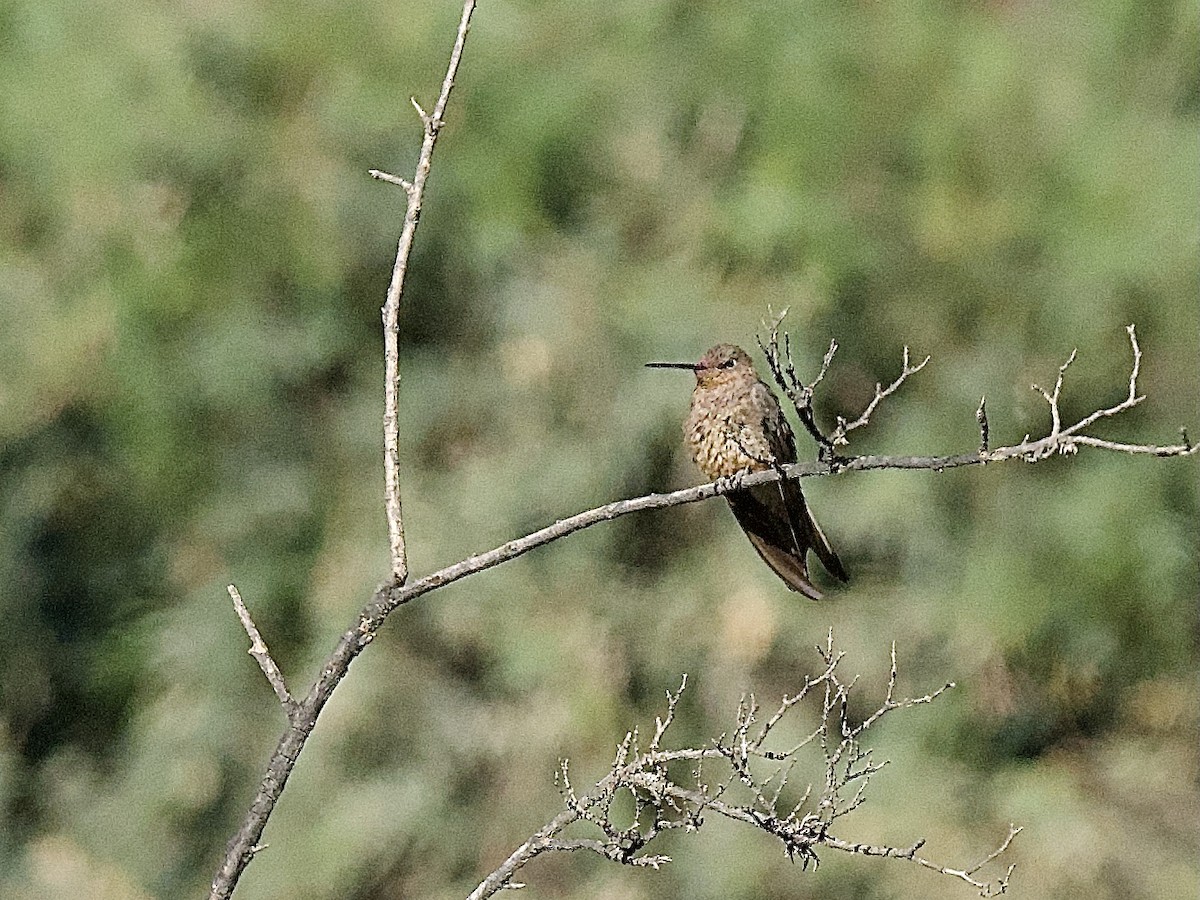 Giant Hummingbird - ML609670175