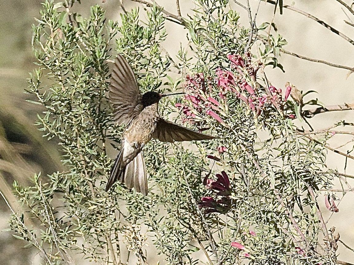 Giant Hummingbird - Craig Rasmussen