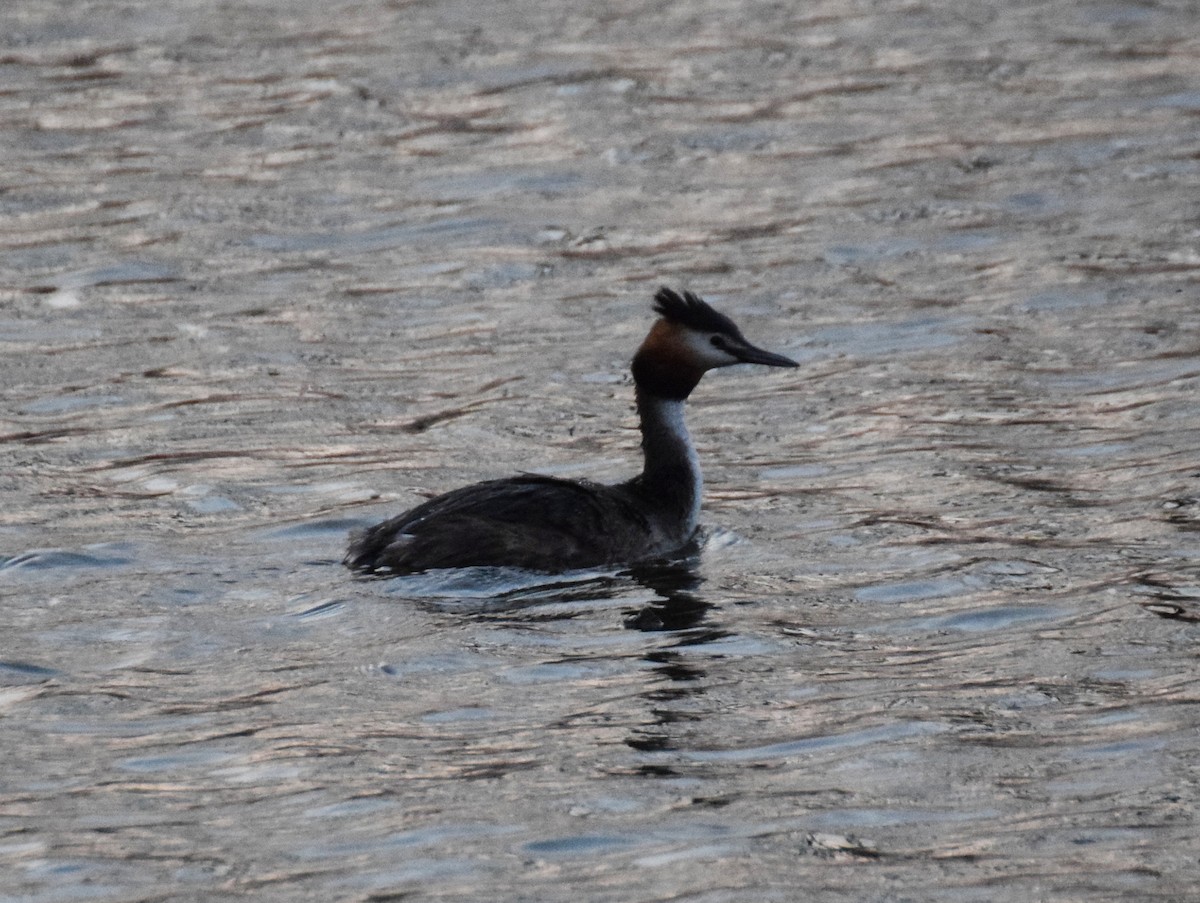 Great Crested Grebe - ML609670897