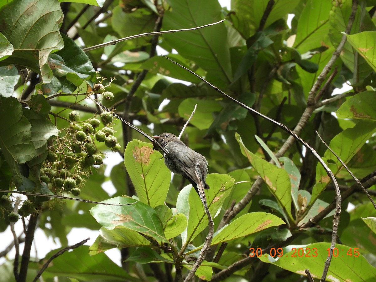 Gray-bellied Cuckoo - Sharad Apte