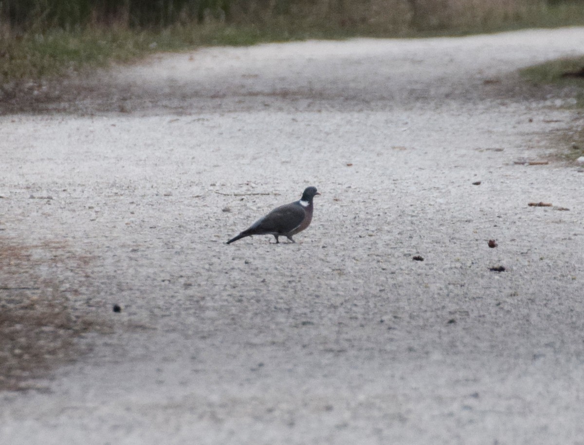 Common Wood-Pigeon - A Emmerson