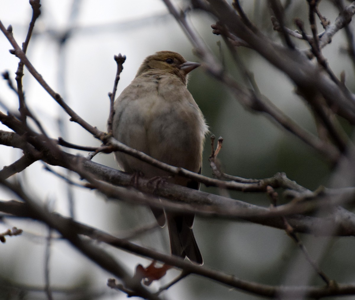 Common Chaffinch - A Emmerson