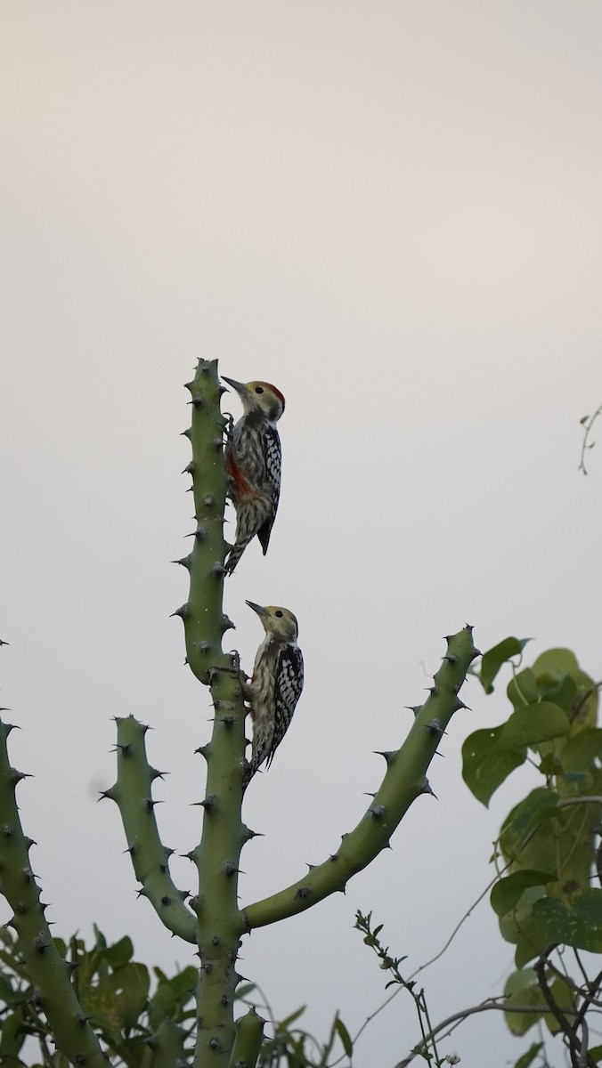 Yellow-crowned Woodpecker - Shaefali Jain